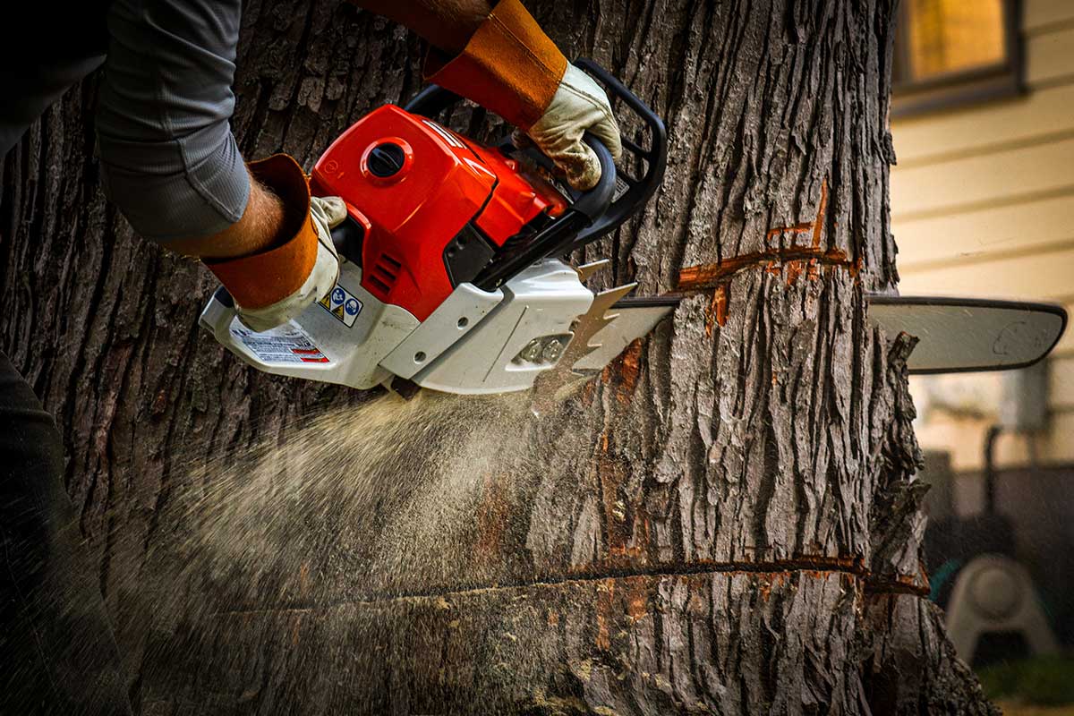 Stump Removal Aledo Tx 1200