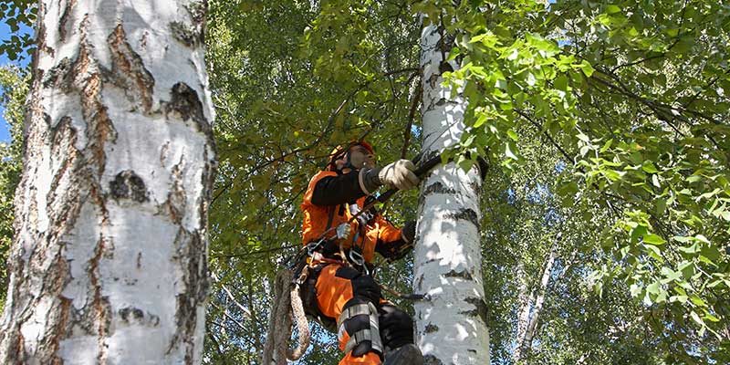 Before Removing Trees Ensure Youre Working With A Qualified