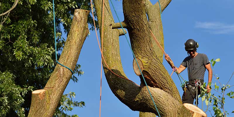 For Large Trees Or Those Near Structures