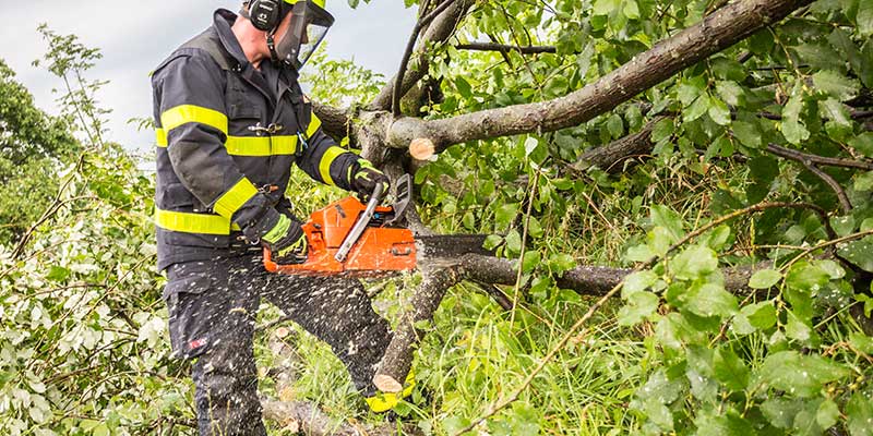 Severe Weather Heavy Branches Or Hidden Decay Can Suddenly