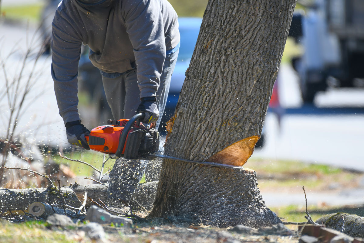 When Safety Or Curb Appeal Is At Stake Our Tree Removal Service Offers A Swift