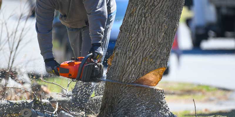 When Safety Or Curb Appeal Is At Stake Our Tree Removal Service Offers A Swift1