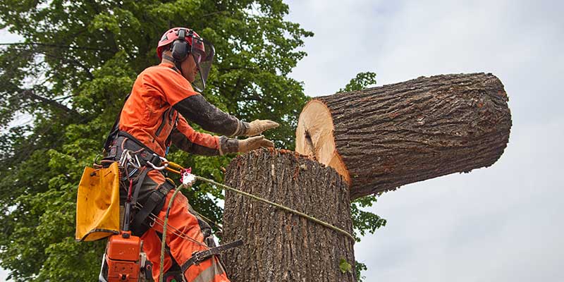 With Years Of Experience In Tree Service In Aledo